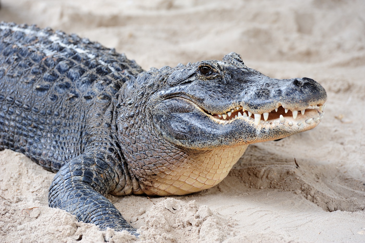 Meghalt a férfi, aki egy krokodillal próbált szexelni